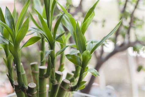 龍舌蘭放門口|風水植物｜不只富貴竹！7款招財/招桃花植物推介+不可不知風水 